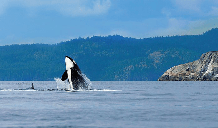 Enjoy a full-day sightseeing excursion to Northern Washington's San Juan Islands during this Whale Watching Cruise. 

Your scenic adventure begins at the Seattle waterfront where you will board the Victoria Clipper III and cruise north through the waters of Puget Sound. Once you reach your destination you will enjoy a two and a half hour Whale and Sealife excursion of the San Juan Islands. Be on the lookout for the Native and migratory pods of Orca Whales, bald eagles, Dall's porpoises, sea otters and more! Once the Ship arrives back at the charming seaside village of Friday Harbor you will have two hours to explore the tree-lined streets, enjoy some of the great indoor or outdoor activities, shop at the specialty stores and galleries filled with unique crafts and local art, dine at one of the town's fabulous restaurants or take a fascinating tour of the famous Whale Museum!

This Seattle to San Juan Island Whale Watching Trip is one of the best ways to take in all of the beauty of the Pacific Northwest and makes a great gift.